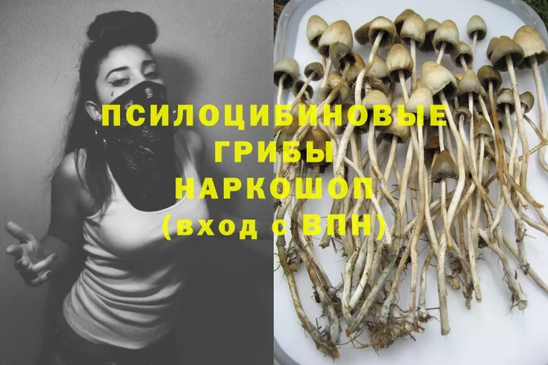 Псилоцибиновые грибы Cubensis  Светлоград 